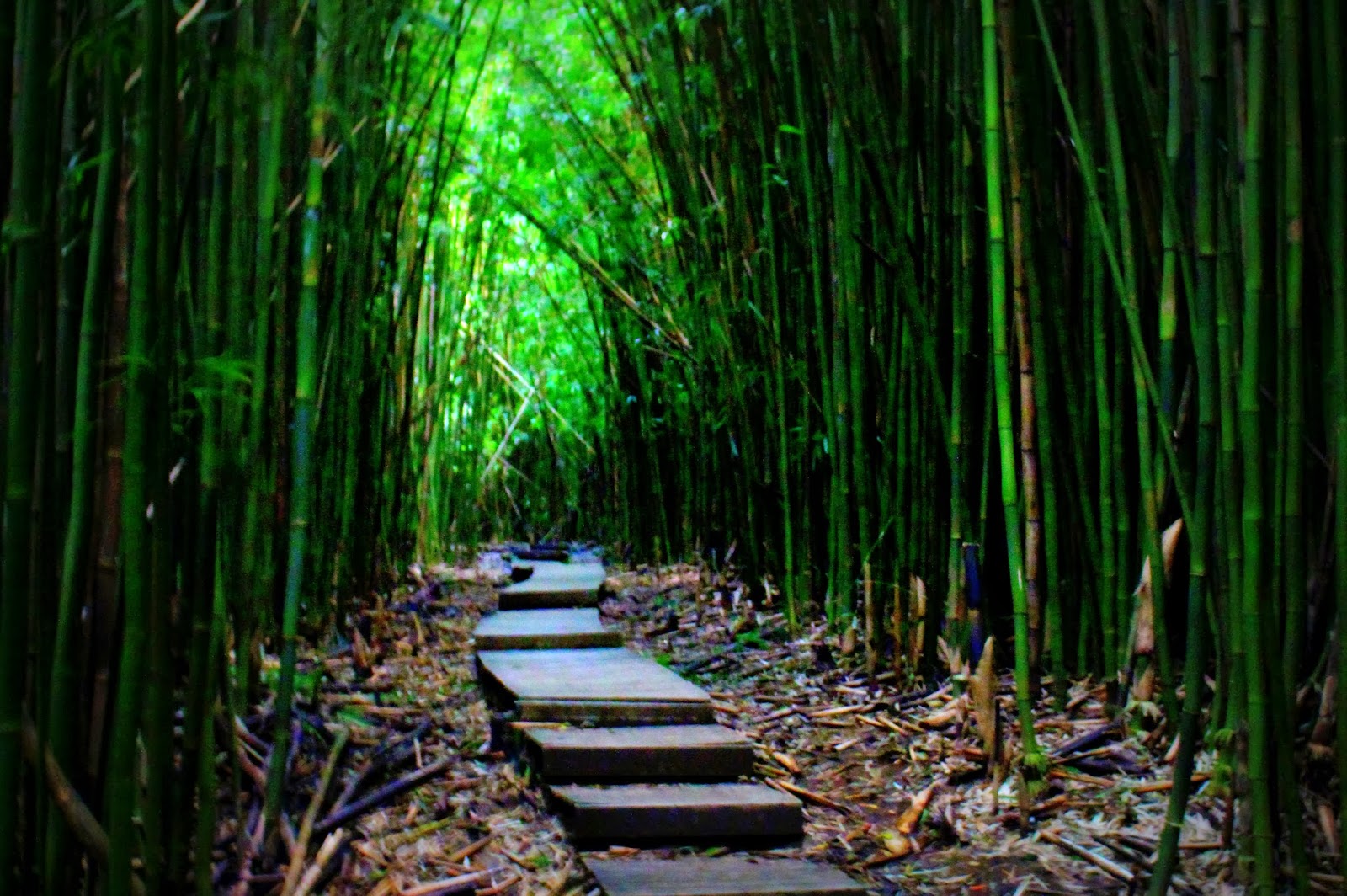 Maui Mondays Haleakala National Park Bamboo Forest