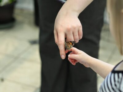 Learning About Butterflies: Free Printable 1