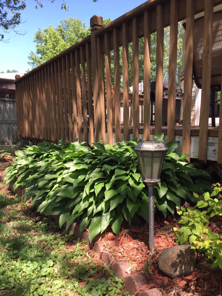 hostas