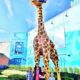 Homeschool Days at Legoland and Sea Life Michigan 7