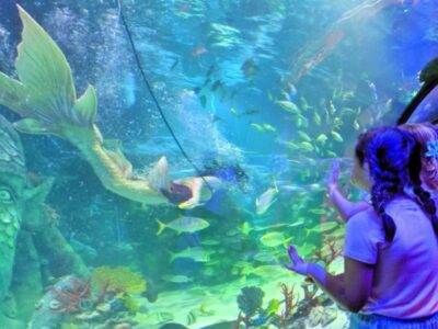 Meet a Real Life Mermaid at SEA LIFE Michigan All Things with Purpose Sarah Lemp 5