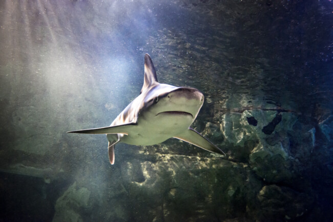 Shark Days at SEA LIFE Aquarium